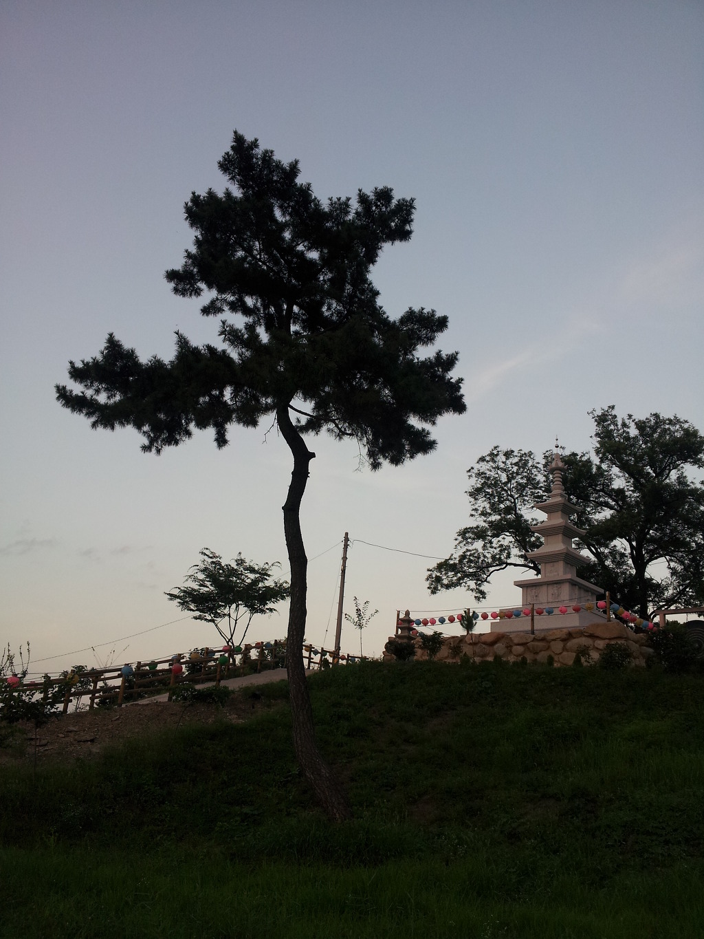 소나무풍경 이미지