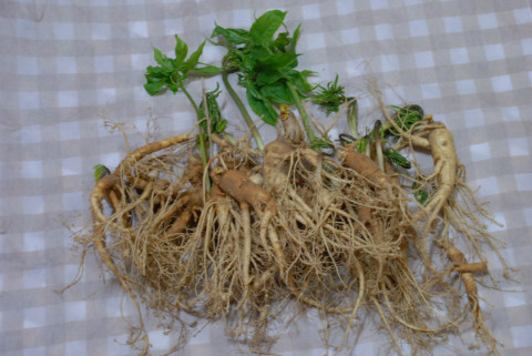 주신인삼 이미지