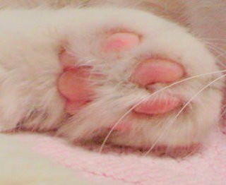 가넷 이미지