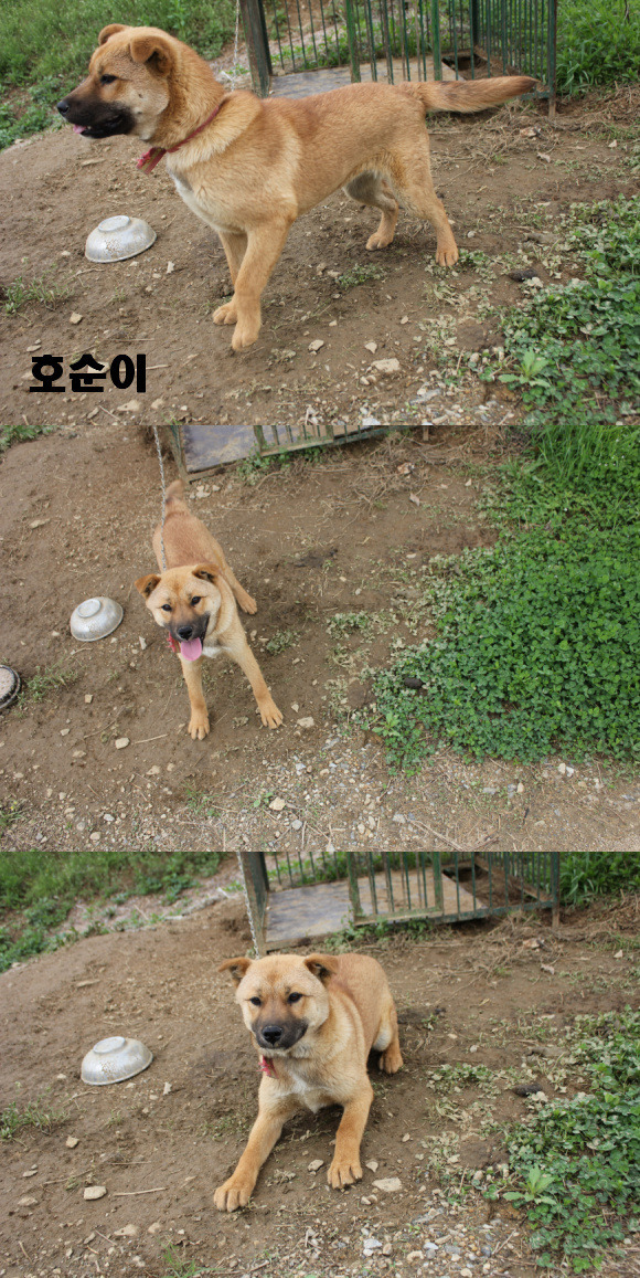 백구 이미지