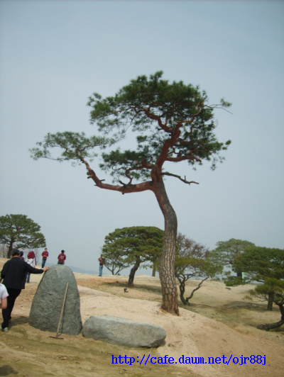 청솔조경 이미지