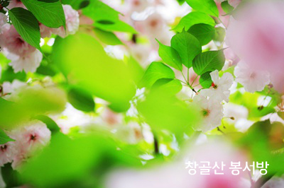 헤롯 이미지