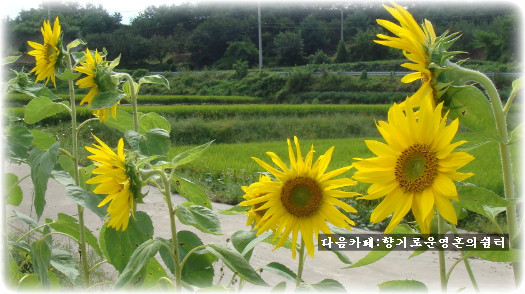 오로지네일 이미지
