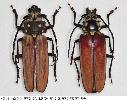 하늘소 이미지