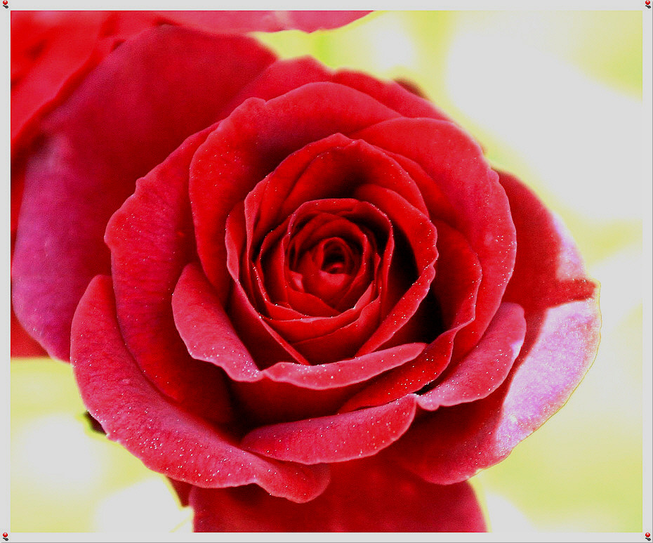 RoseDay 이미지