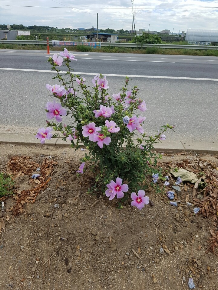 삼일주유소 이미지