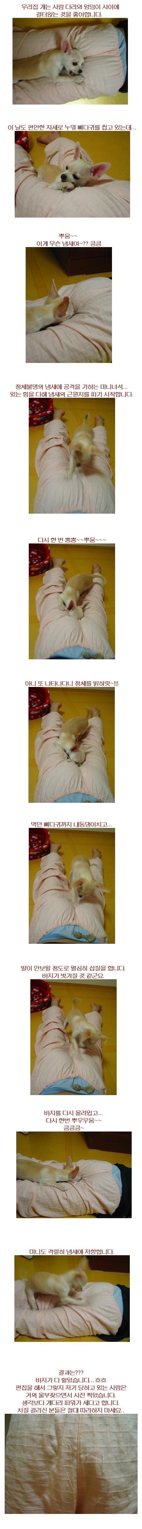 멍뭉이한테 방구 뀌기.jpg | 인스티즈