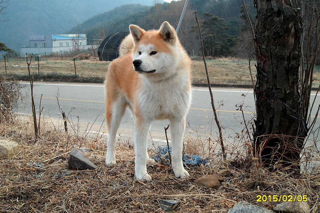 코우 이미지