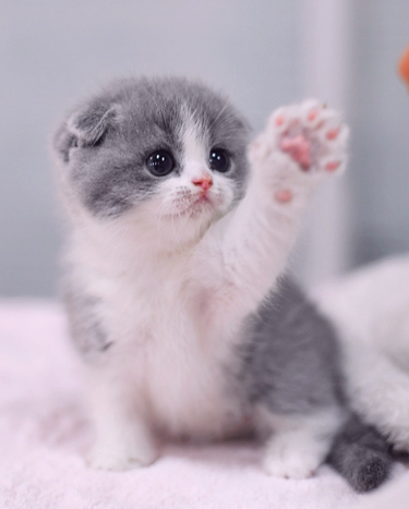 고양이 발바닥 | 인스티즈