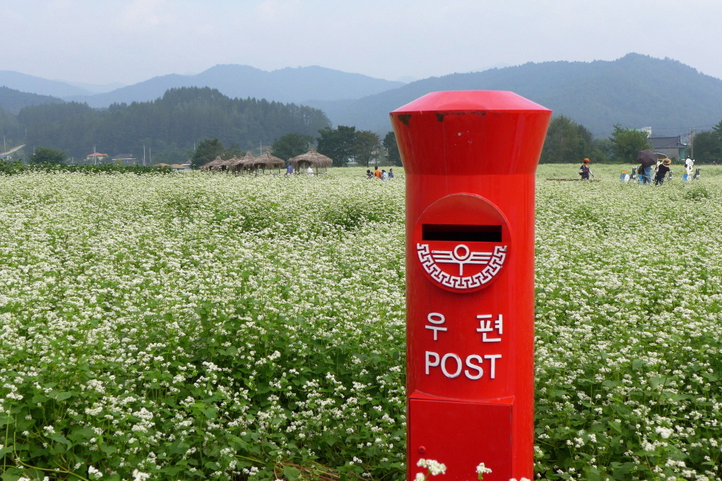 평창봉평메밀 이미지