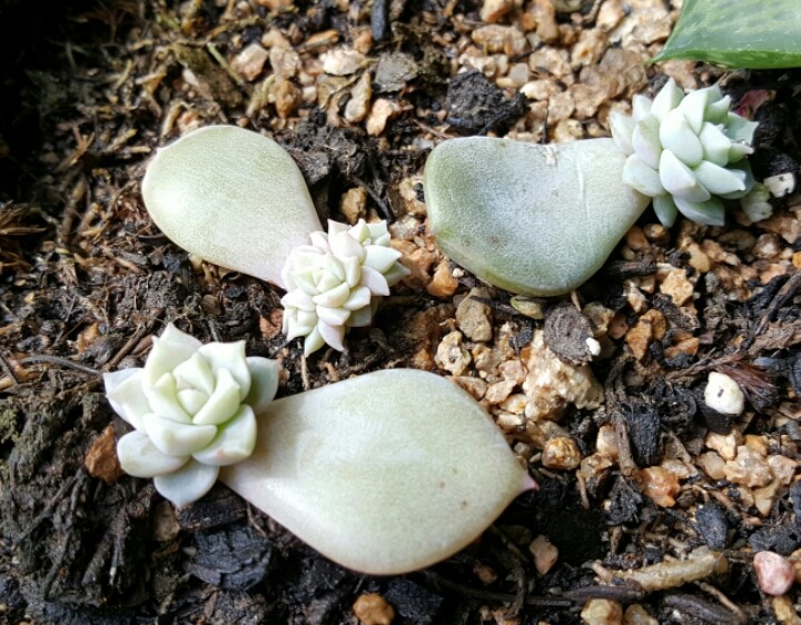 다육이놀이터 이미지
