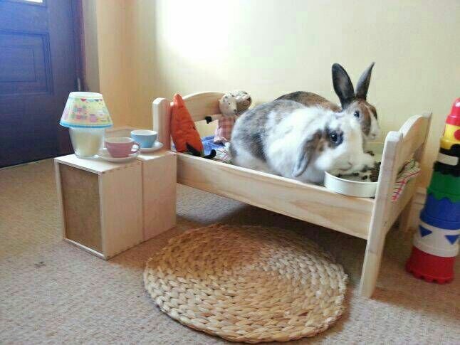 예쁜 토끼장과 토끼용품들 | 인스티즈