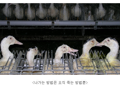 프랑스의 대표음식 푸아그라가 만들어지기까지... (혐오주의) | 인스티즈