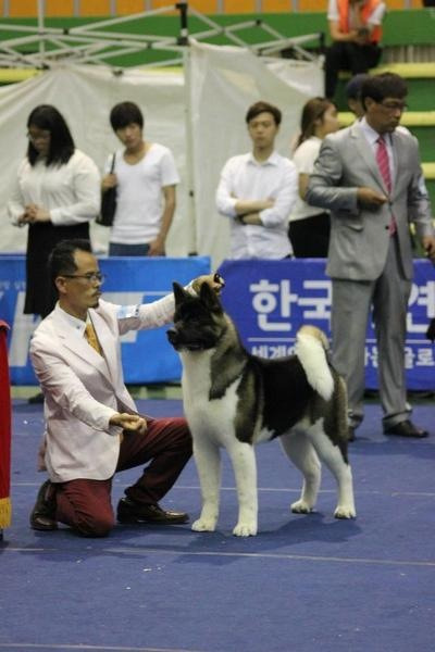 아키타 이미지