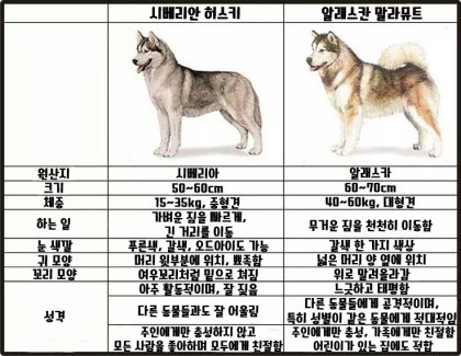 시베리안허스키 vs 말라뮤트 구분하는방법 | 인스티즈