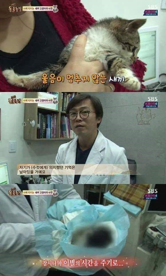 아빠 고양이를 보내는 아기 고양이 (눈물주의) | 인스티즈