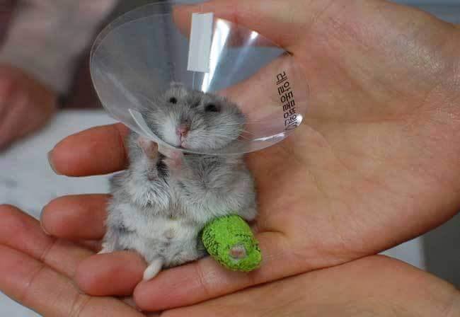 깁스한 햄토리 | 인스티즈