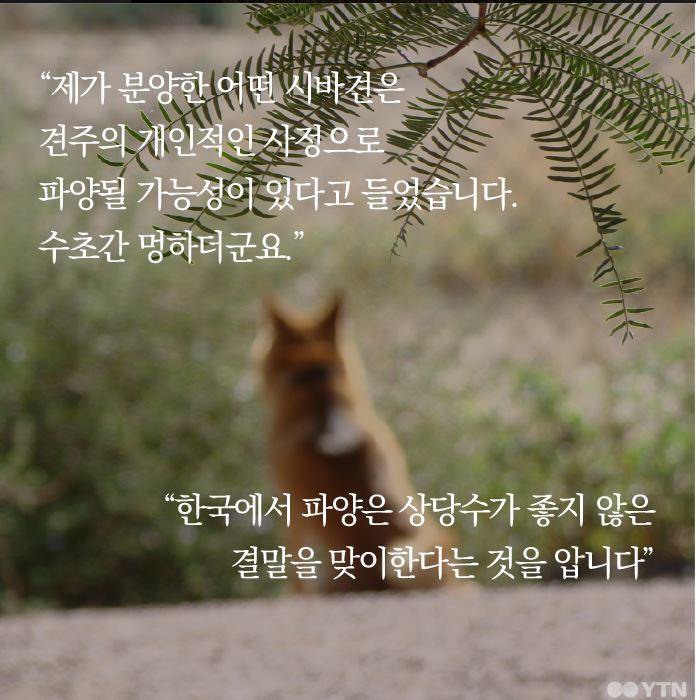 더 이상 한국에 시바견을 분양하지 않으려 합니다.jpg | 인스티즈