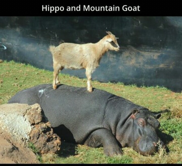 흔치않은 동물들의 우정 | 인스티즈