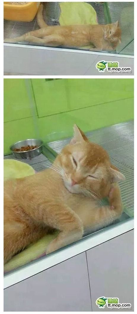 걷기연습하는 고양이 | 인스티즈