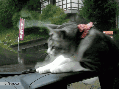 아 씨X! 깜짝이야!!!!!!!!!!!!!!!!!.gif | 인스티즈