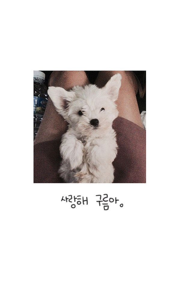 반려견 분양 사기 - 대새녀 작가 여은님이 제보 받는중 | 인스티즈