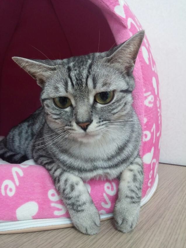 슬픈 고양이..jpg | 인스티즈