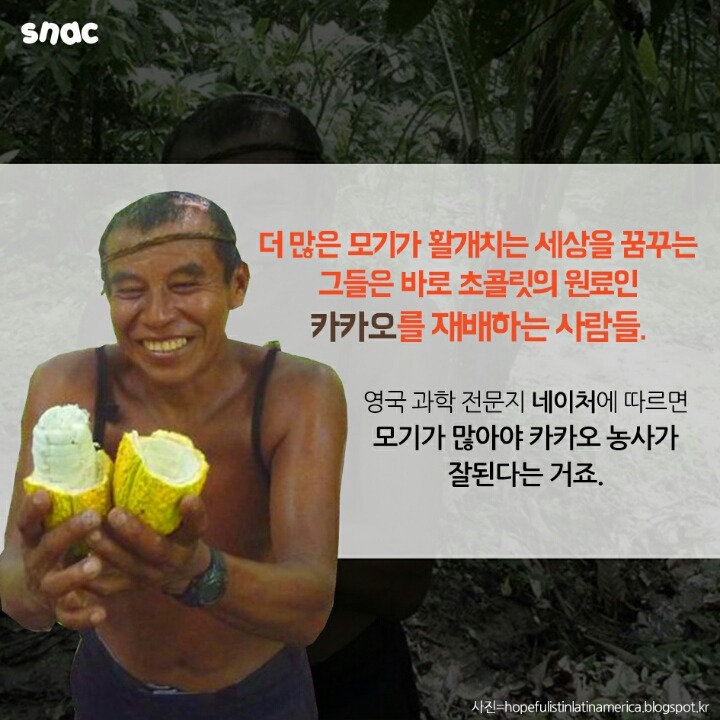 모기와 초콜릿의 평행이론 | 인스티즈