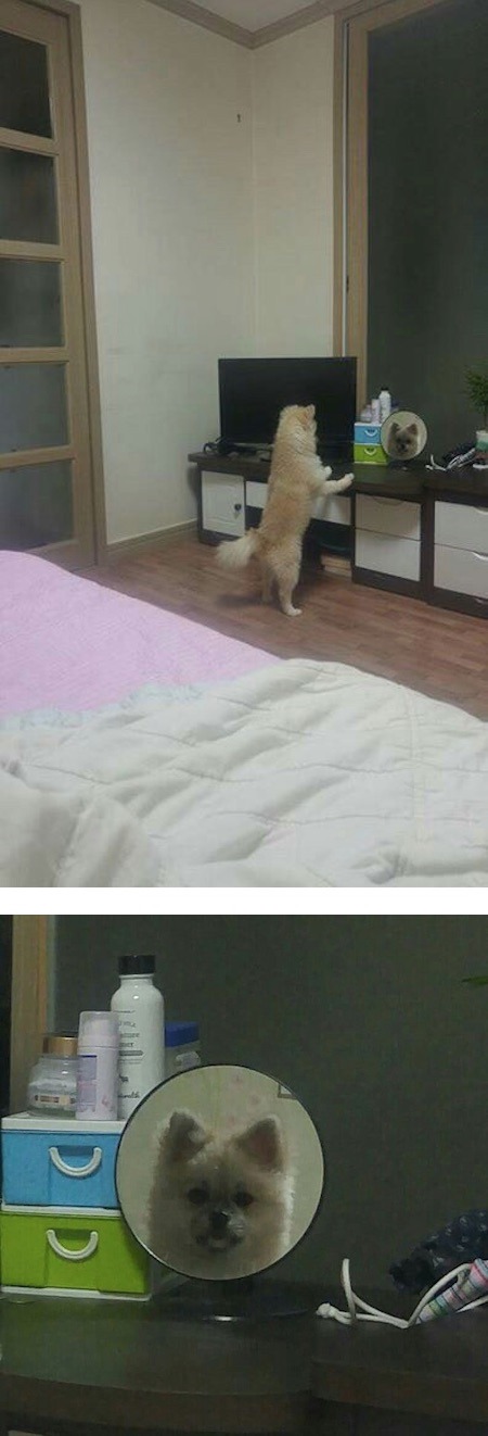 강아지가 조용하길래 뭐하나 봤더니.. | 인스티즈