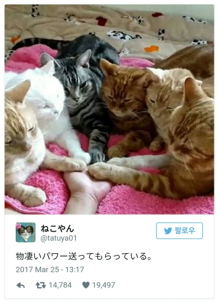 집사에게 힘을 모아주고 있는 냥이들.jpg | 인스티즈