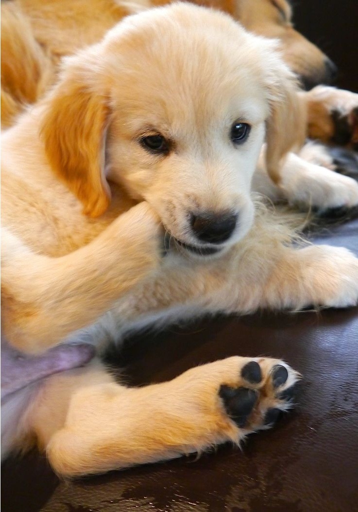 강아지 주인들이 은근히 좋아하는 냄새 | 인스티즈