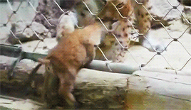 가출한 냥.gif | 인스티즈