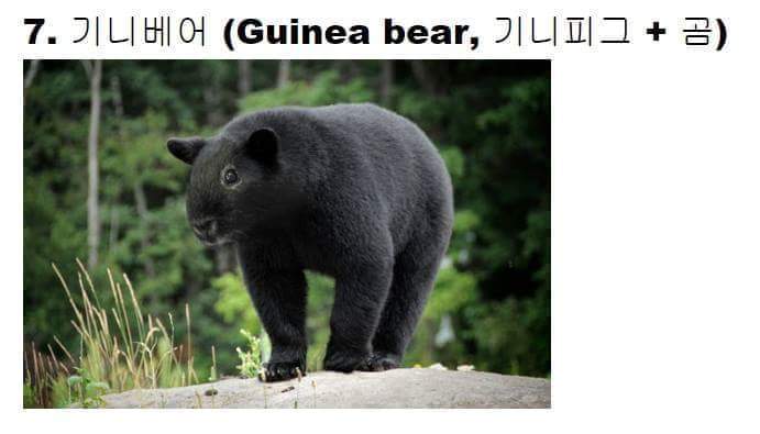 교배성공한 희귀동물들 | 인스티즈