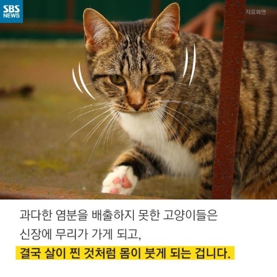 "살찐 거 아니에요 부은 거예요"(길고양이) | 인스티즈