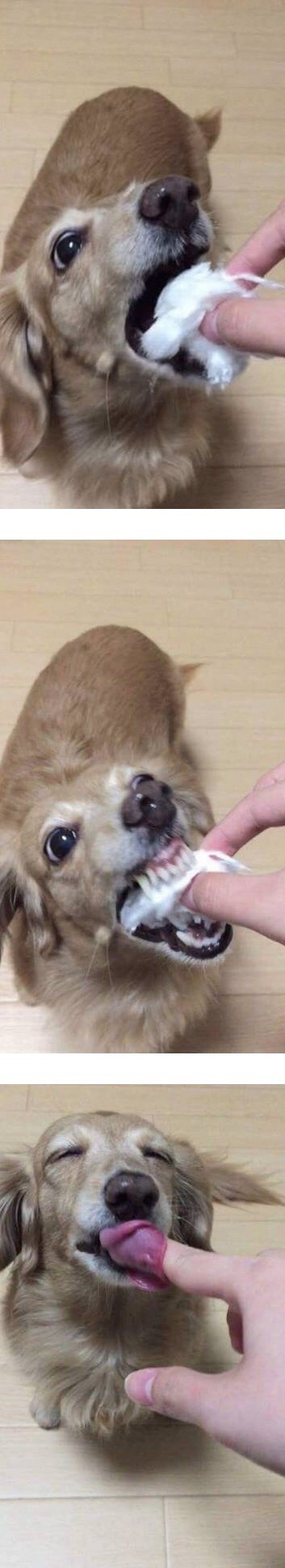 솜사탕 처음 먹는 강아지 | 인스티즈