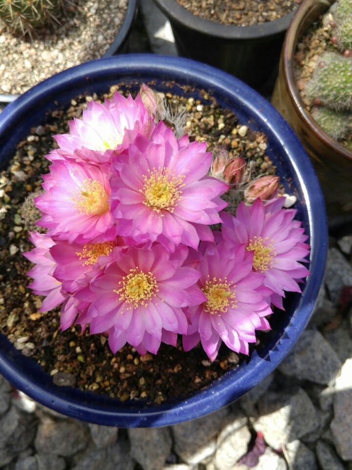 국수꽃 이미지