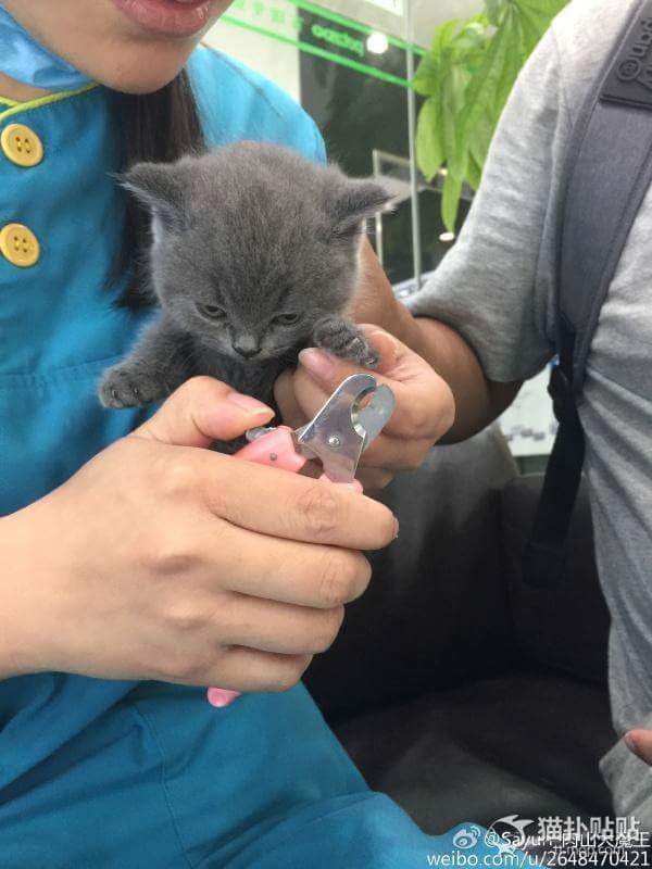 강아지 고양이 자세 | 인스티즈