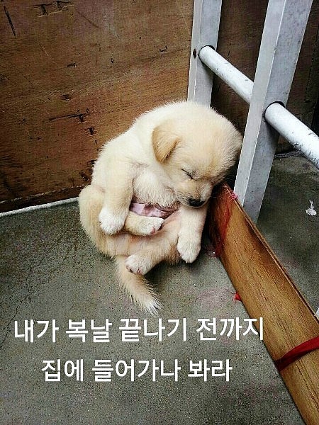 복 이미지