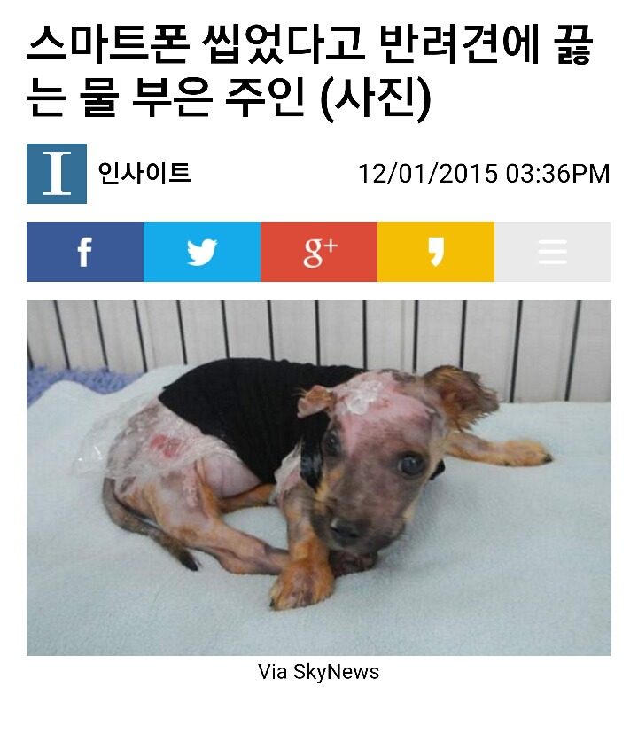 스마트폰 씹었다고 반려견에 끓는 물 부은 주인 | 인스티즈