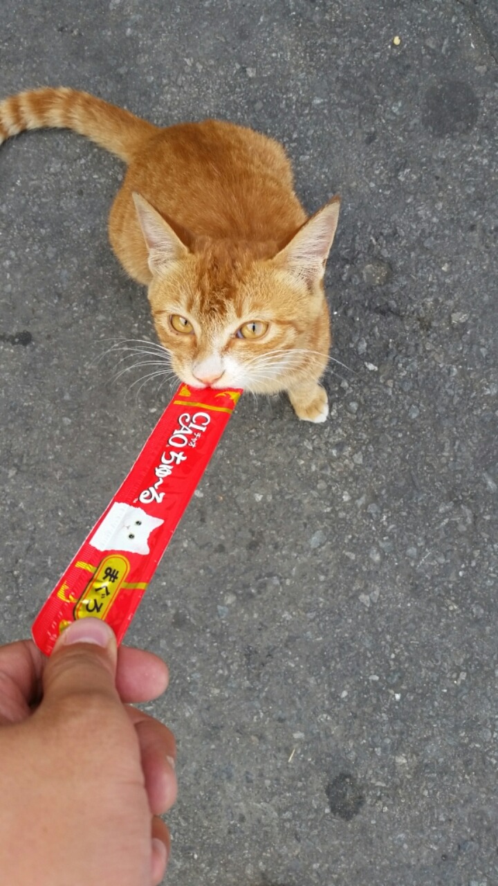 길고양이 테이밍성공 | 인스티즈