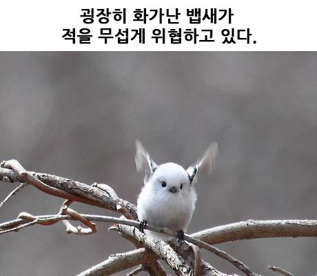 세상에서 가장 무서운새 | 인스티즈