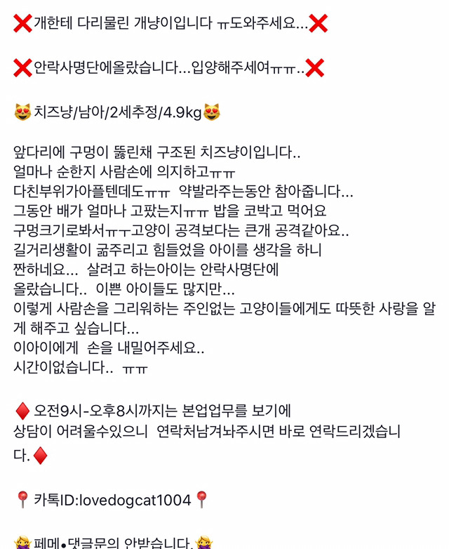 안락사 위기인 애들 보구가줘!!ㅠㅠ | 인스티즈