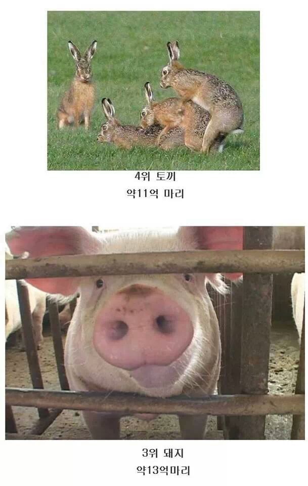 인간이 1년 간 잡아먹는 동물 Top 10.jpg | 인스티즈