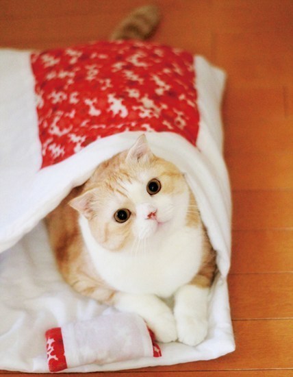 고양이 이불 이상과 현실.jpg | 인스티즈