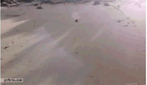 해변에서 썰매타기 | 인스티즈