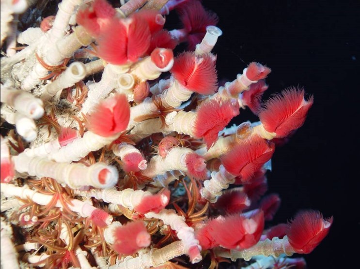 [욕주의] 세상에서 가장 약한 동물들: 바다에 사는 찐따들 | 인스티즈