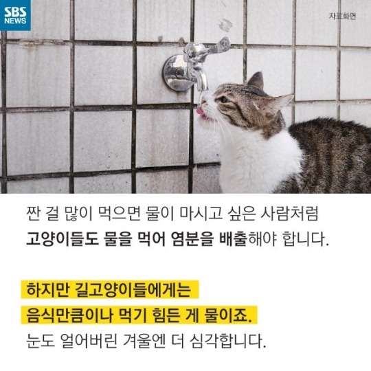 "살찐 거 아니에요 부은 거예요"(길고양이) | 인스티즈
