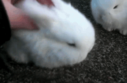 고양이+토끼 | 인스티즈