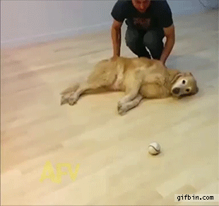 멍냥멍냥멍냥.gif (데이터 주의) | 인스티즈