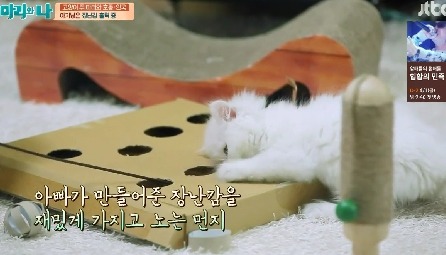 [마리와나] 뚱보냥 호동이 다이어트 시키기 (feat.먼지) | 인스티즈